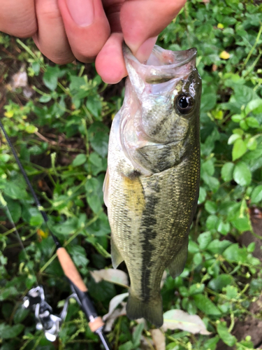 ラージマウスバスの釣果