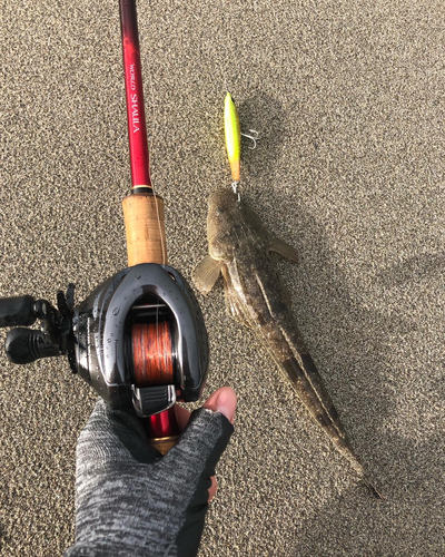 マゴチの釣果