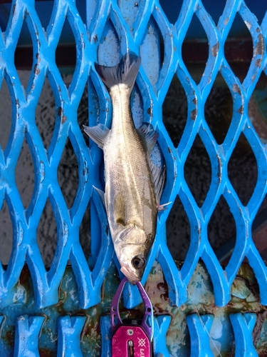 セイゴ（マルスズキ）の釣果