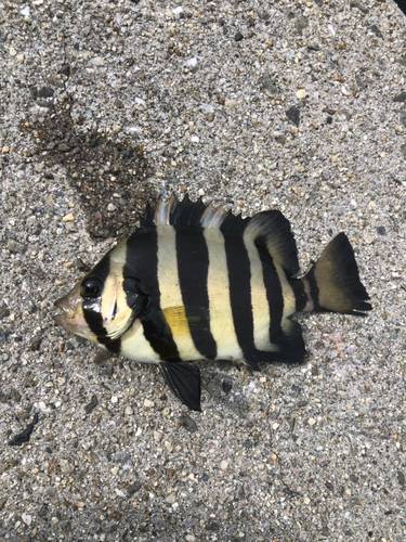 イシダイの釣果