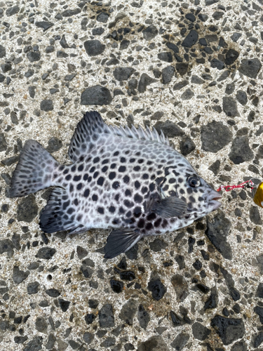 イシガキダイの釣果