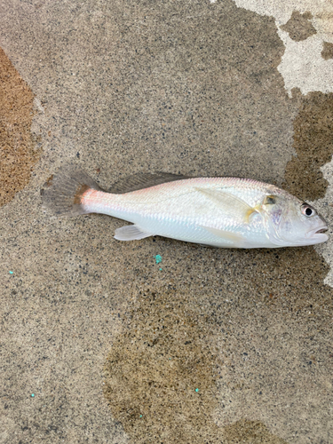 イシモチの釣果