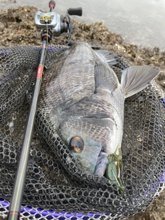 チヌの釣果