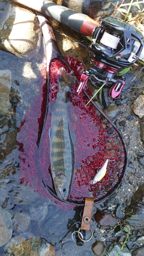 イワナの釣果