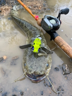 ナマズの釣果