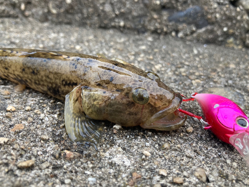 ウロハゼの釣果