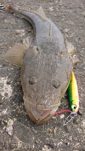 マゴチの釣果