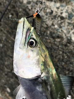 サゴシの釣果