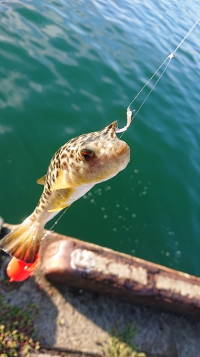 釣果