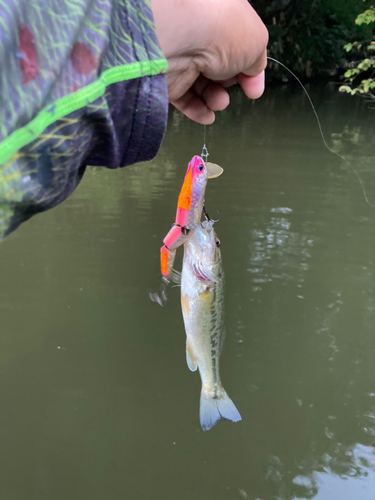 ラージマウスバスの釣果