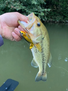 ラージマウスバスの釣果