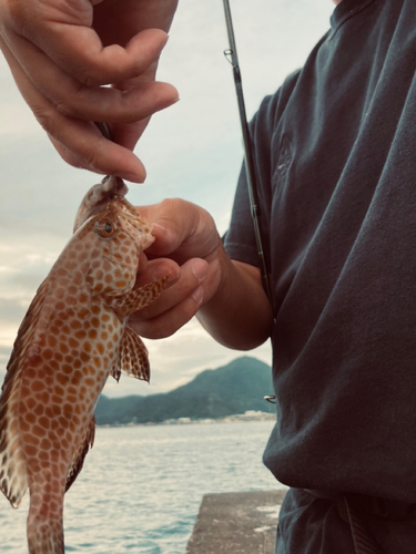 オオモンハタの釣果