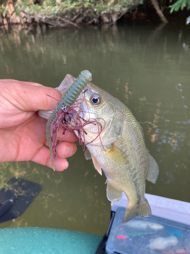 ラージマウスバスの釣果