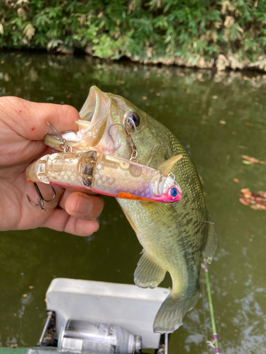 ラージマウスバスの釣果