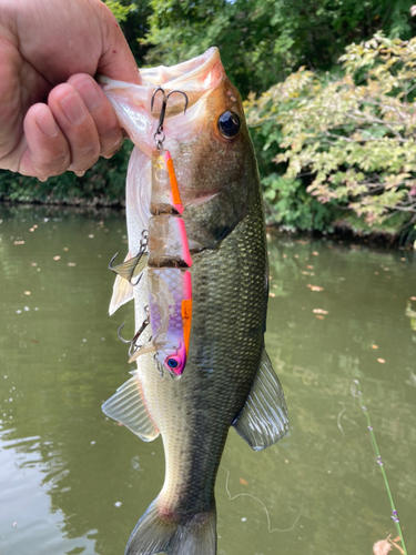 ラージマウスバスの釣果