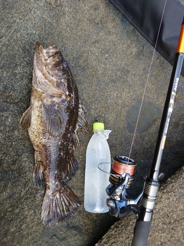 ベッコウゾイの釣果