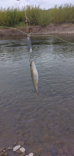 ウグイの釣果