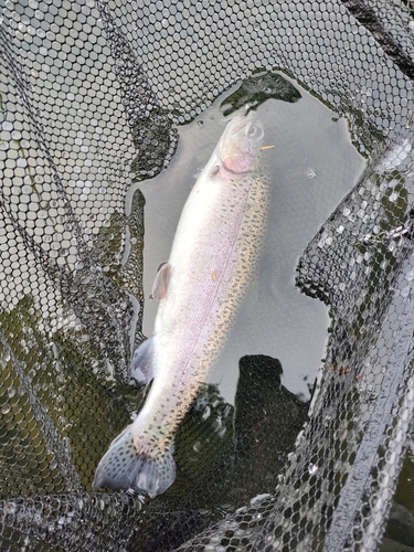 ニジマスの釣果