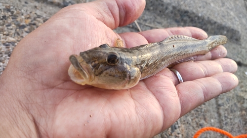 ハゼの釣果