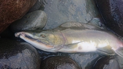 カラフトマスの釣果