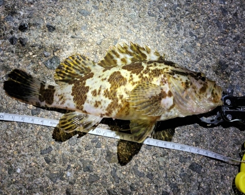 タケノコメバルの釣果