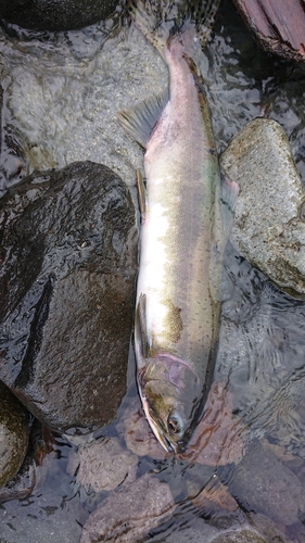 カラフトマスの釣果