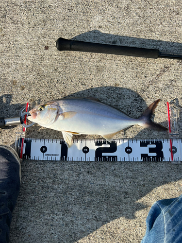 ショゴの釣果