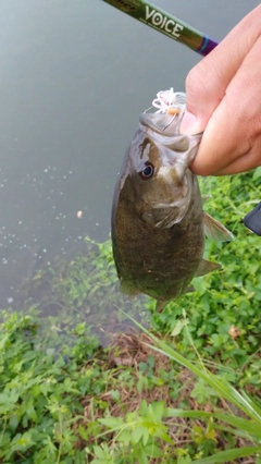 スモールマウスバスの釣果