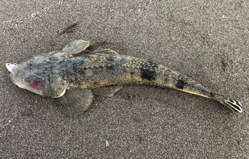 マゴチの釣果