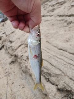 ハスの釣果