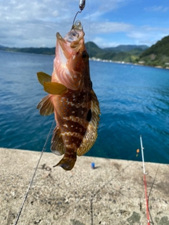 アコウの釣果