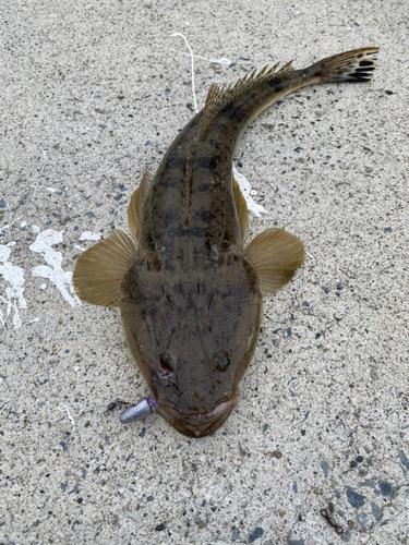 マゴチの釣果