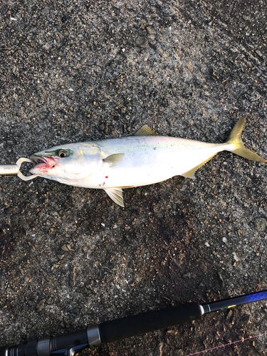 ブリの釣果