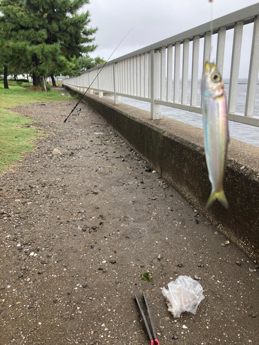 ウルメイワシの釣果