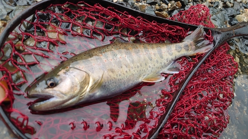 アマゴの釣果