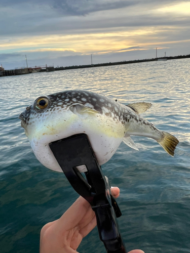 クサフグの釣果