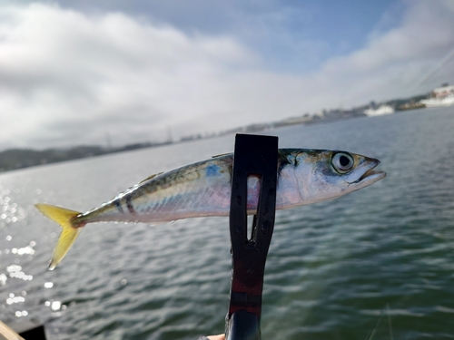 サバの釣果