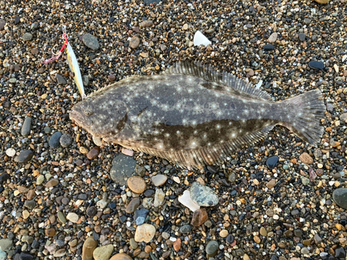 ソゲの釣果