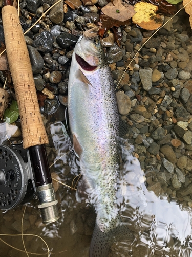 ニジマスの釣果