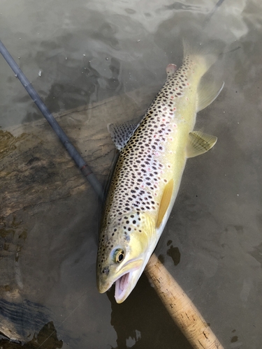 ブラウントラウトの釣果