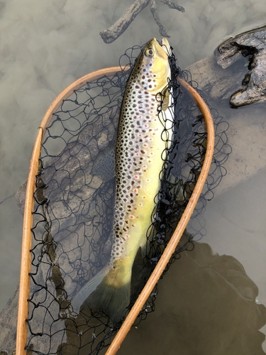 ブラウントラウトの釣果