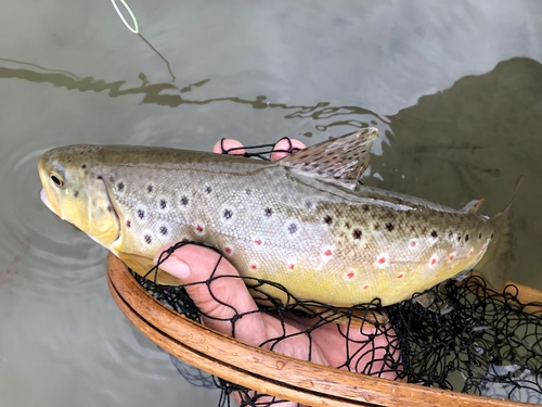 ブラウントラウトの釣果