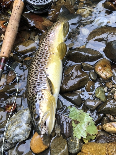 ブラウントラウトの釣果