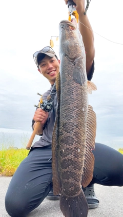 ライギョの釣果