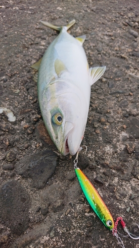 ワカシの釣果