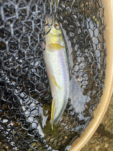 カワムツの釣果