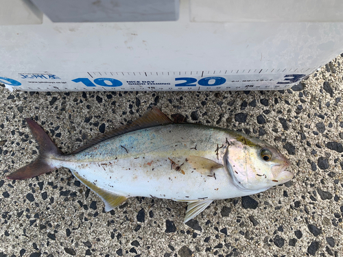 カンパチの釣果