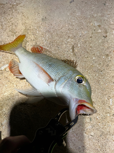 クチナジの釣果