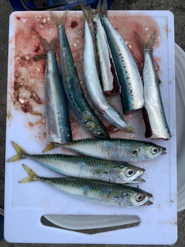 イワシの釣果