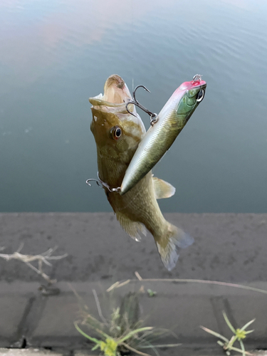 ラージマウスバスの釣果